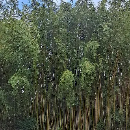 Luxury - Appia Antica Villa Roma